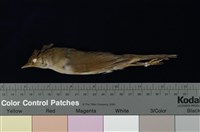 藏品(遠東樹鶯)的圖片